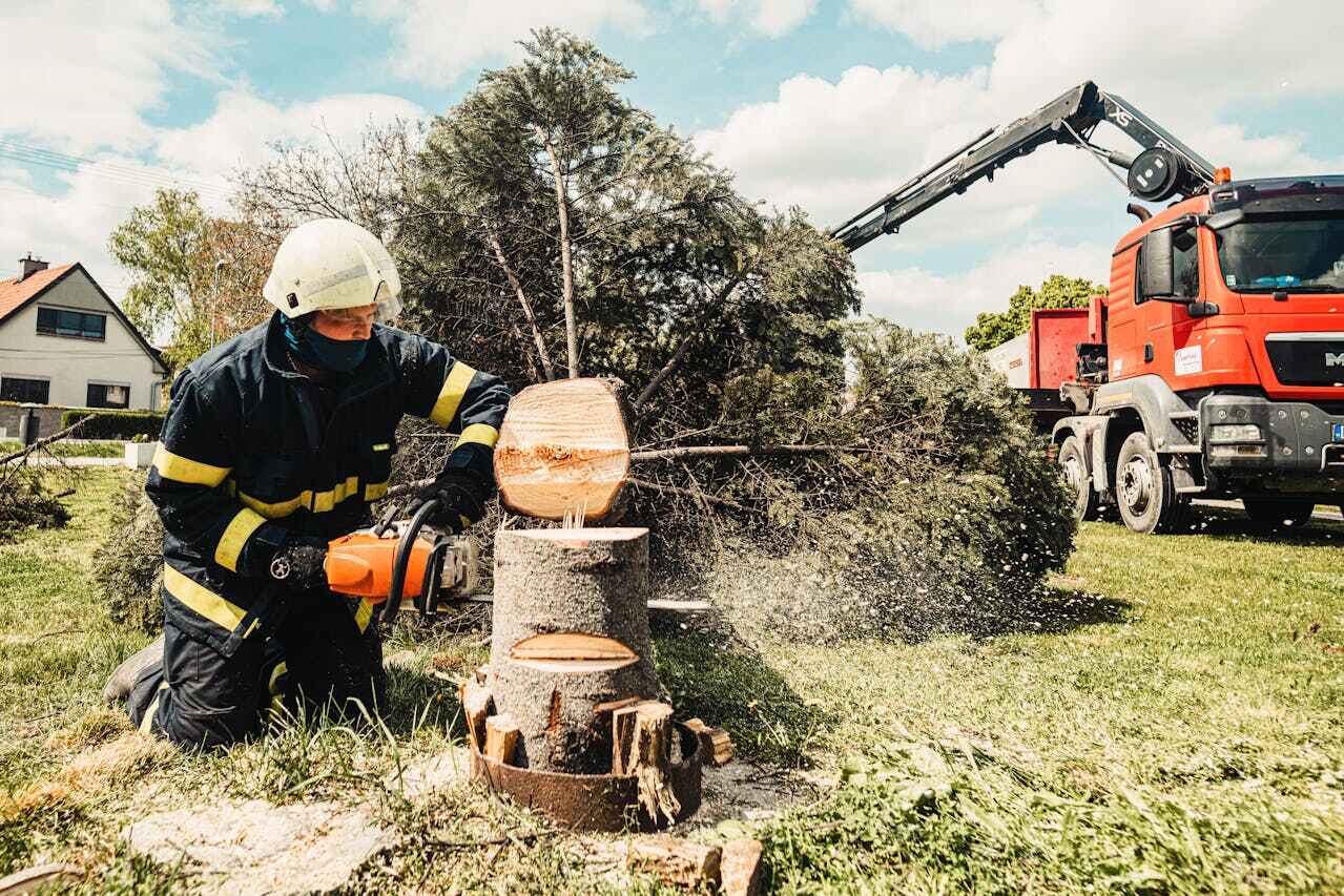 Best Tree Removal Near Me  in Tangerine, FL